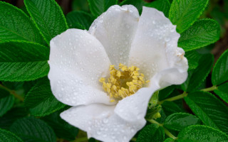 White flower water droplets green 3 - petal free wallpaper