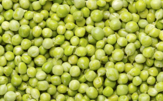 Peas water droplets green background - water droplet free wallpaper