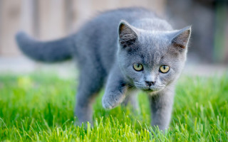 Small gray kitten green field - curious free wallpaper
