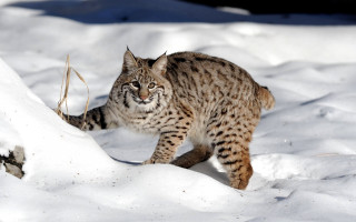 Cat snow walking food outdoors - sharp claw free wallpaper