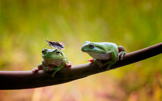 Frogs branch bug macro blurry - a bug free wallpaper