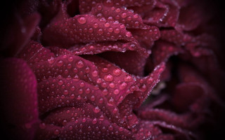 Dark red flower water droplets - petal and petals free wallpaper