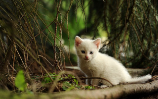 White kitten woods curious nature - a curious look free wallpaper