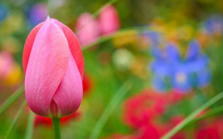 Pink flower blurry background blue - a blurry background of flowers free wallpaper