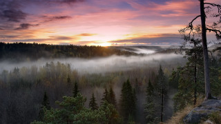 Forest sunset fog trees mountain - a sunset in the background free wallpaper