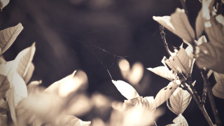 Spider web tree branch leaves - a spider web free wallpaper
