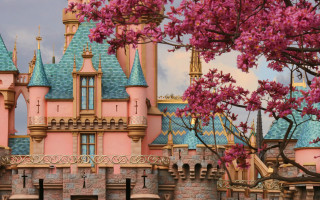 Pink castle pink tree pink - a pink flower in the foreground free wallpaper