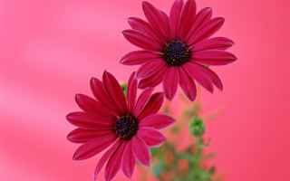 Red flowers vase pink background - two red flower free wallpaper