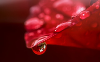 Red flower water droplets macro 5 - a red flower free wallpaper