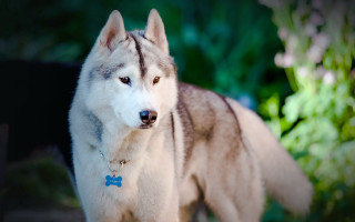Husky grass blue tag black - husky free wallpaper