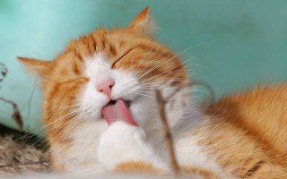 Cat laying down tongue out - its mouth open free wallpaper