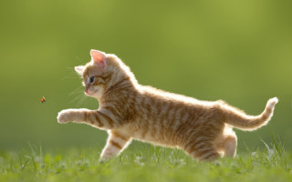 Kitten running insect grass blurry 2 - a small kitten free wallpaper