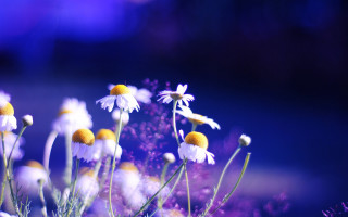 Flowers grass blue purple impressionist - the grass together free wallpaper