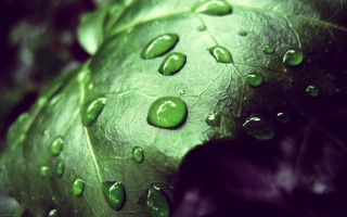 Leaf water drops green bubble - a close up of a leaf free wallpaper