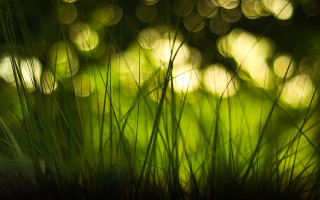 Blurry forest moonlight fireflies nature - sunlight free wallpaper