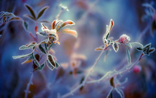 Flower macro bokeh winter art - a blurry background of leaves free wallpaper