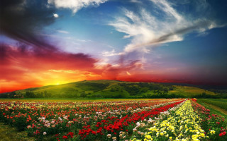 Flower field sunset cloudy sky 2 - cloudy free wallpaper