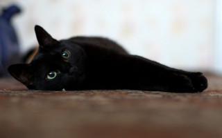 Black cat tilt shift shallow - a blue vase free wallpaper