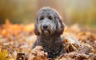 Dog leaves fall sad photorealism - the fall season free wallpaper