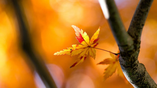 Leaf branch yellow leaves autumn - a blurry background of leaves free wallpaper