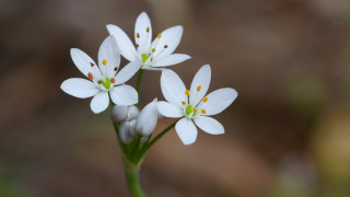 Daisy lily lotus flower butterfly - domirinic fegallia free wallpaper