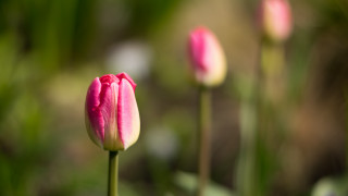 Pink flower blurry background bokeh 3 - green grass free wallpaper for desktop