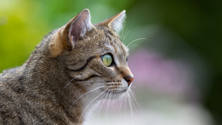 Cat green eyes blurry flower - a blurry background of flowers free wallpaper