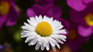 White yellow flower purple background - petal free wallpaper