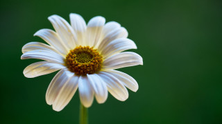 White flower yellow center green - a yellow center free wallpaper