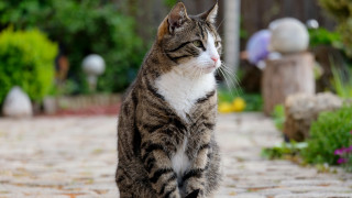 Cat garden brickwalk statue person - felix octavius carr darley free wallpaper