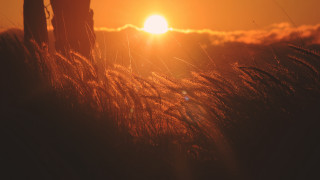 Grass sunset clouds horizon forest - the cloud free wallpaper
