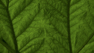 Green leaf macro photography highdetail - a green leaf free wallpaper