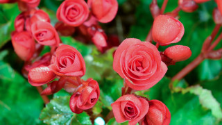 Red flowers water droplets macro 6 - florence engelbach free wallpaper