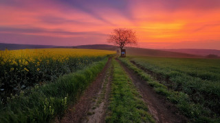 Dirt road tree field sunset 2 - sunset free wallpaper
