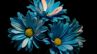Blue flower vase fireworks solo - a vase free wallpaper