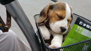 Dog basket bicycle handlebars person - david dougal williams free wallpaper