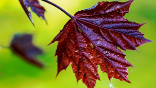 Red leaf water droplets macro 8 - macro photography free wallpaper