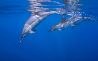 Dolphins ocean light reflection rayonism - the water surface free wallpaper