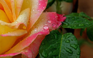 Yellow pink rose water droplets - petal free wallpaper for desktop