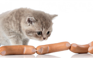 Kitten hotdog toy reflection conceptual - a small kitten free wallpaper