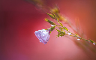 Flower water droplets budding macro - free rain wallpaper for desktop