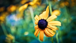 Yellow flower field bokeh macro 8 - yellow flower free wallpaper