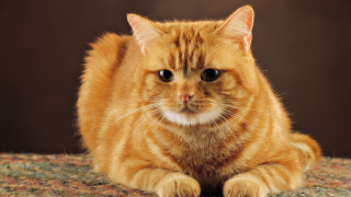 Cat sitting on carpet sad - a carpet free wallpaper