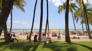 Palm trees beach group sitting - palm tree free wallpaper