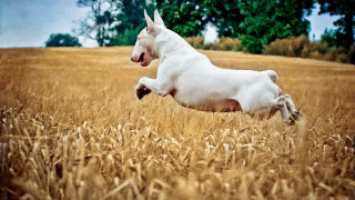 White dog running wheat field - elke vogelsang free wallpaper