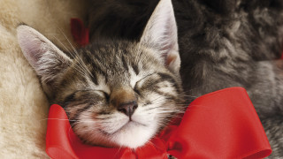 Cat sleeping red bow white - a red bow tie free wallpaper