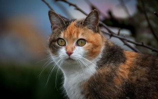 Cat green eyes in tree - neoplasticism free wallpaper