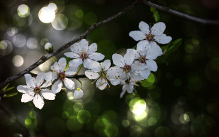 White flower bokeh lens flare - white flower free wallpaper
