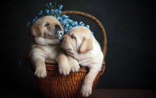 Puppies basket blue flowers laying - a basket free wallpaper