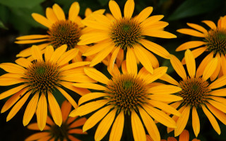 Yellow flower field summer vibrancy - the flower free wallpaper